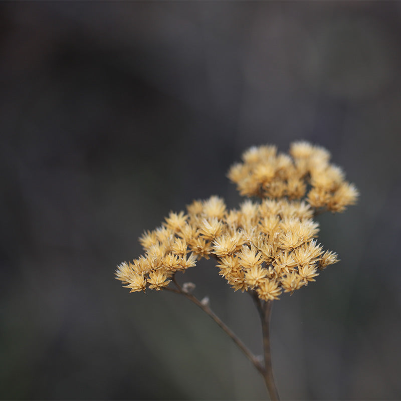 Nature's texture as inspiration: Three clutches of golden, dried flowers appear against a dark background.
